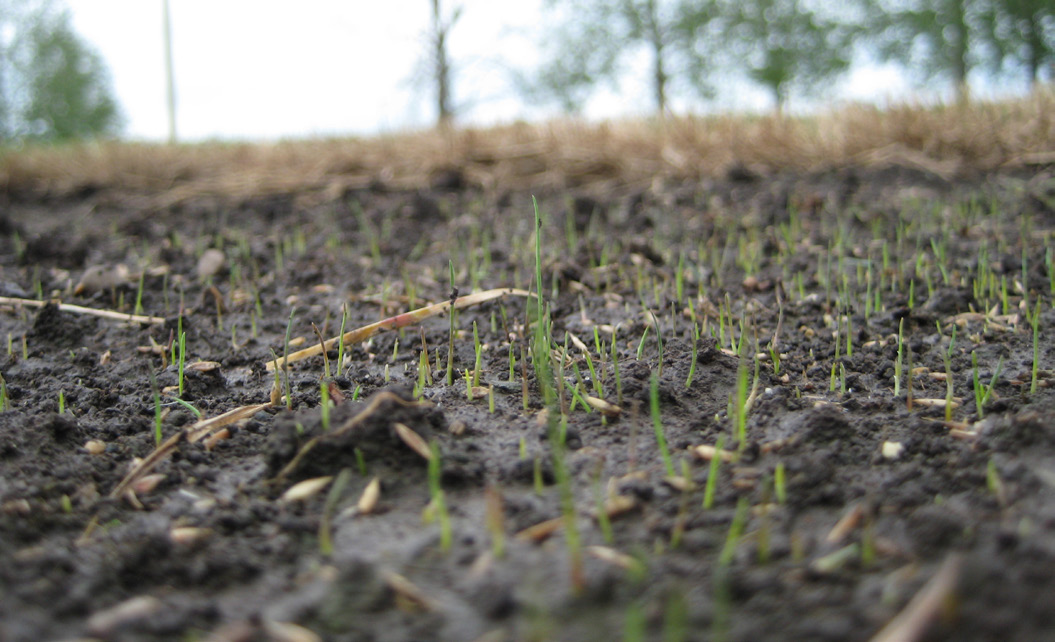 Young fine fescue seedlings sprouting across a freshly seeded soil surface