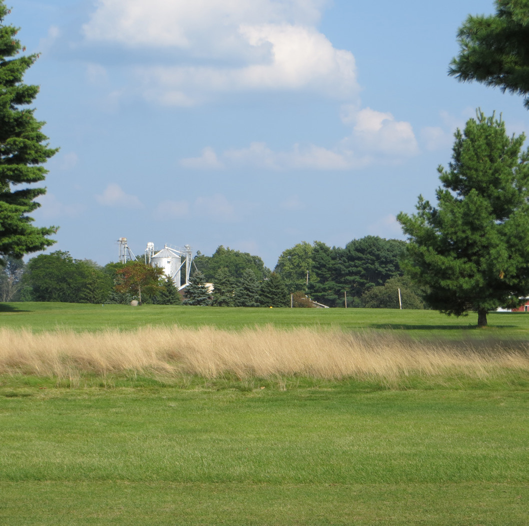 Unmowed fine fescue grass forming a natural low-maintenance landscape area