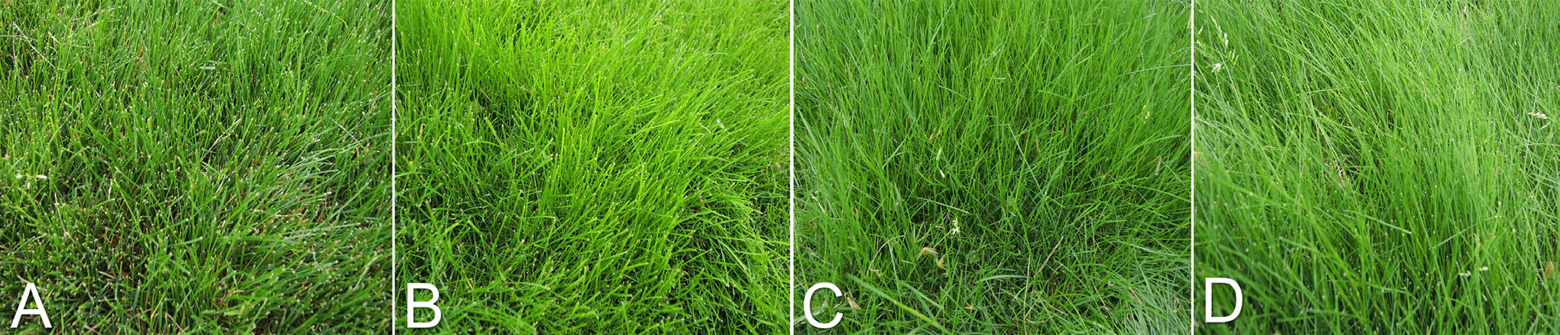 Side-by-side close-up of four fine fescue turf types labeled A–D, showing variation in leaf fineness, color, and turf density
