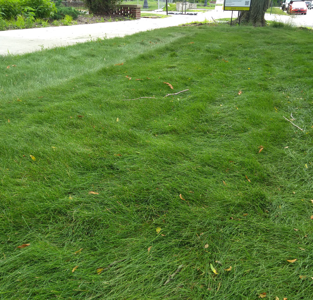 Shaded fine fescue lawn mowed at moderate height on a campus landscape