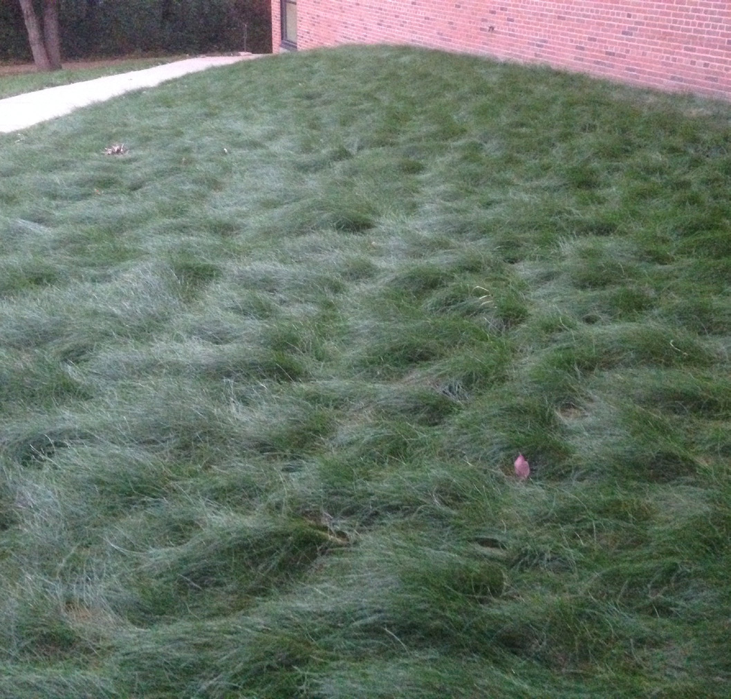 Fine fescue lawn maintained as a minimal- to no-mow turf area