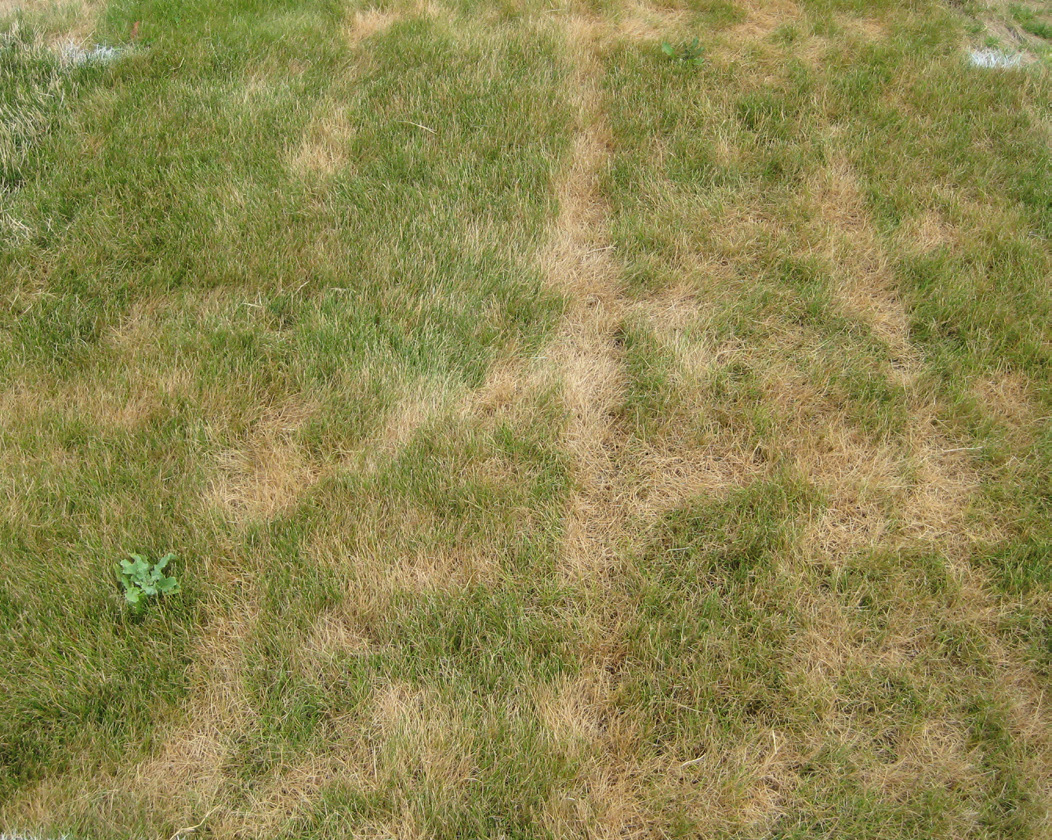 Fine fescue lawn damaged by foot and mower traffic during summer stress