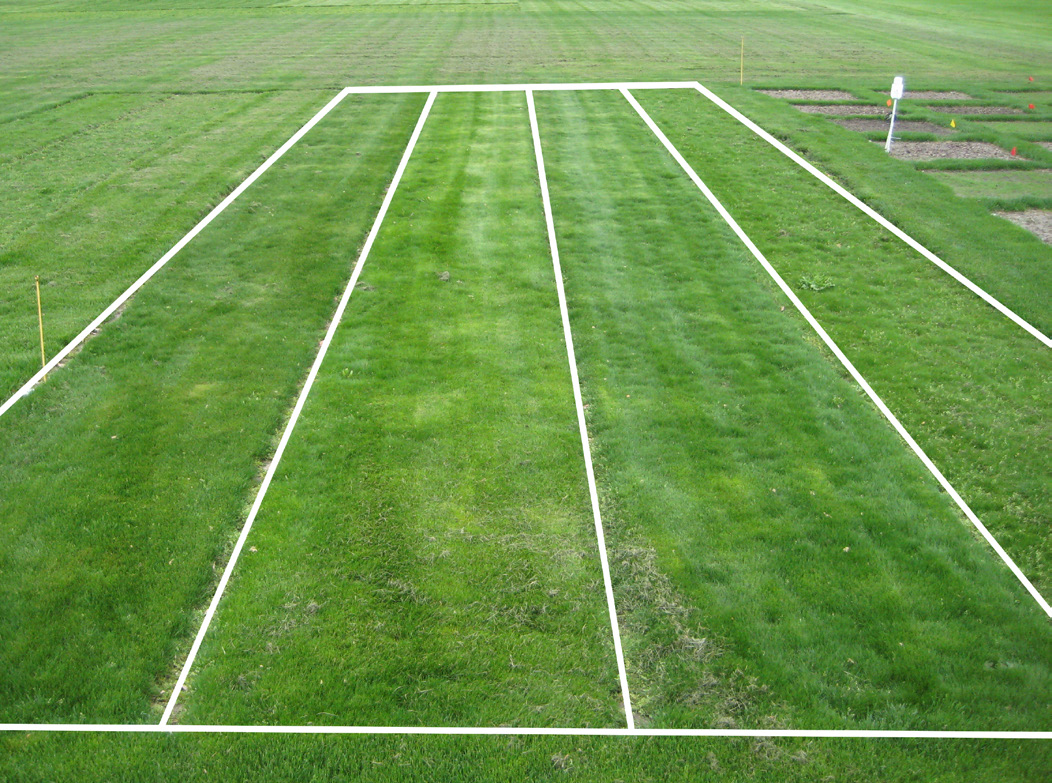 Fine fescue research plots showing turf quality differences in field rows