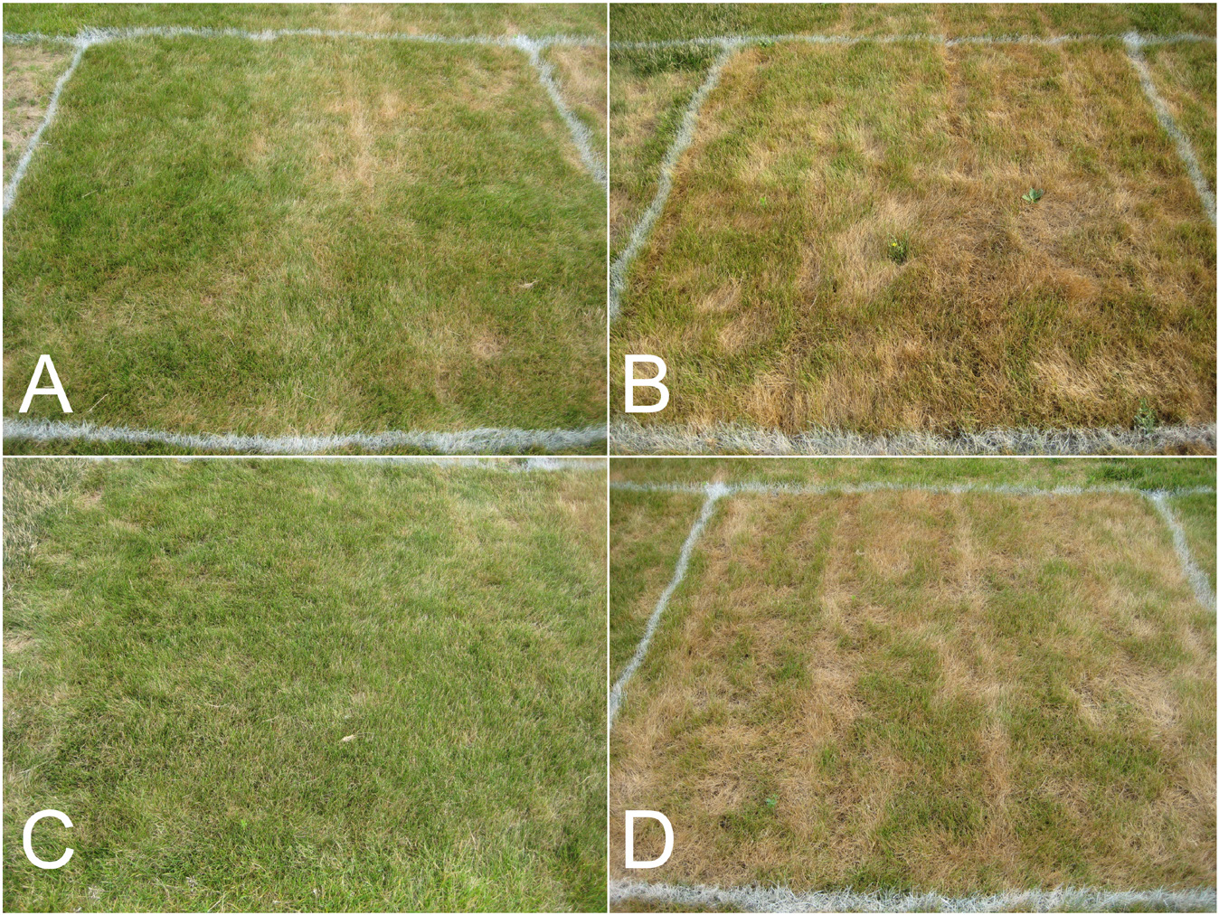 Four turf plots labeled A–D comparing newer and older fine fescue cultivars; improved varieties appear denser and greener, older varieties show browning.