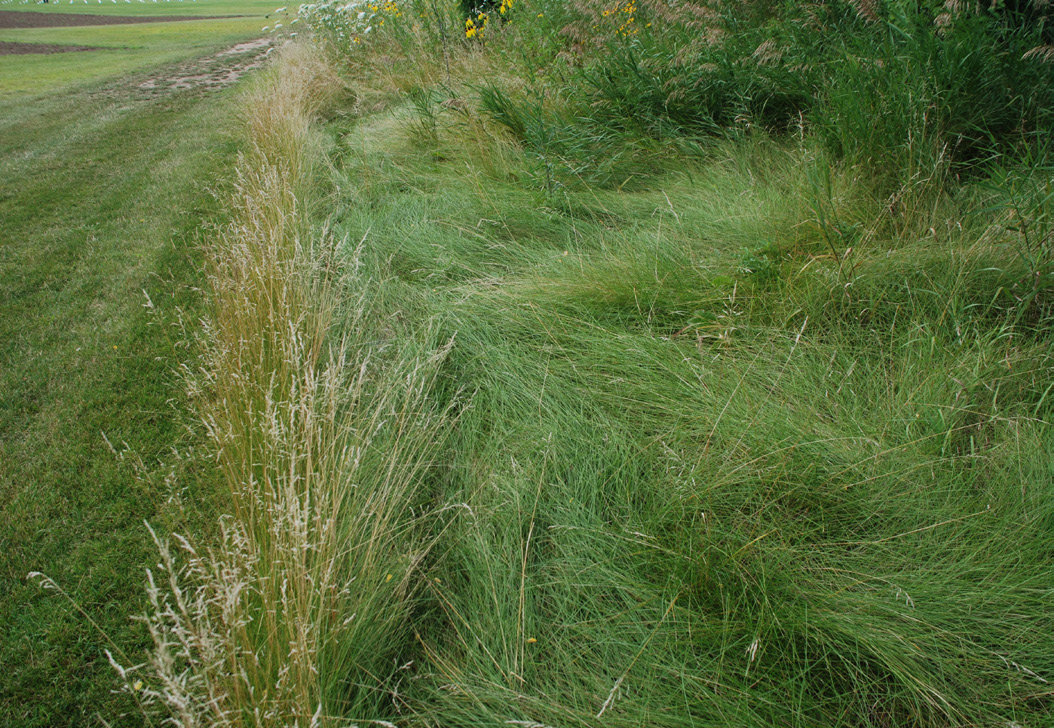 Contrast between closely mown turf and adjacent dense fine fescue rough along a maintained edge.
