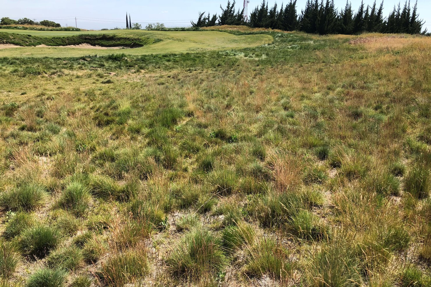 Low-density fine fescue stand with scattered clumps and visible soil in a naturalized area.