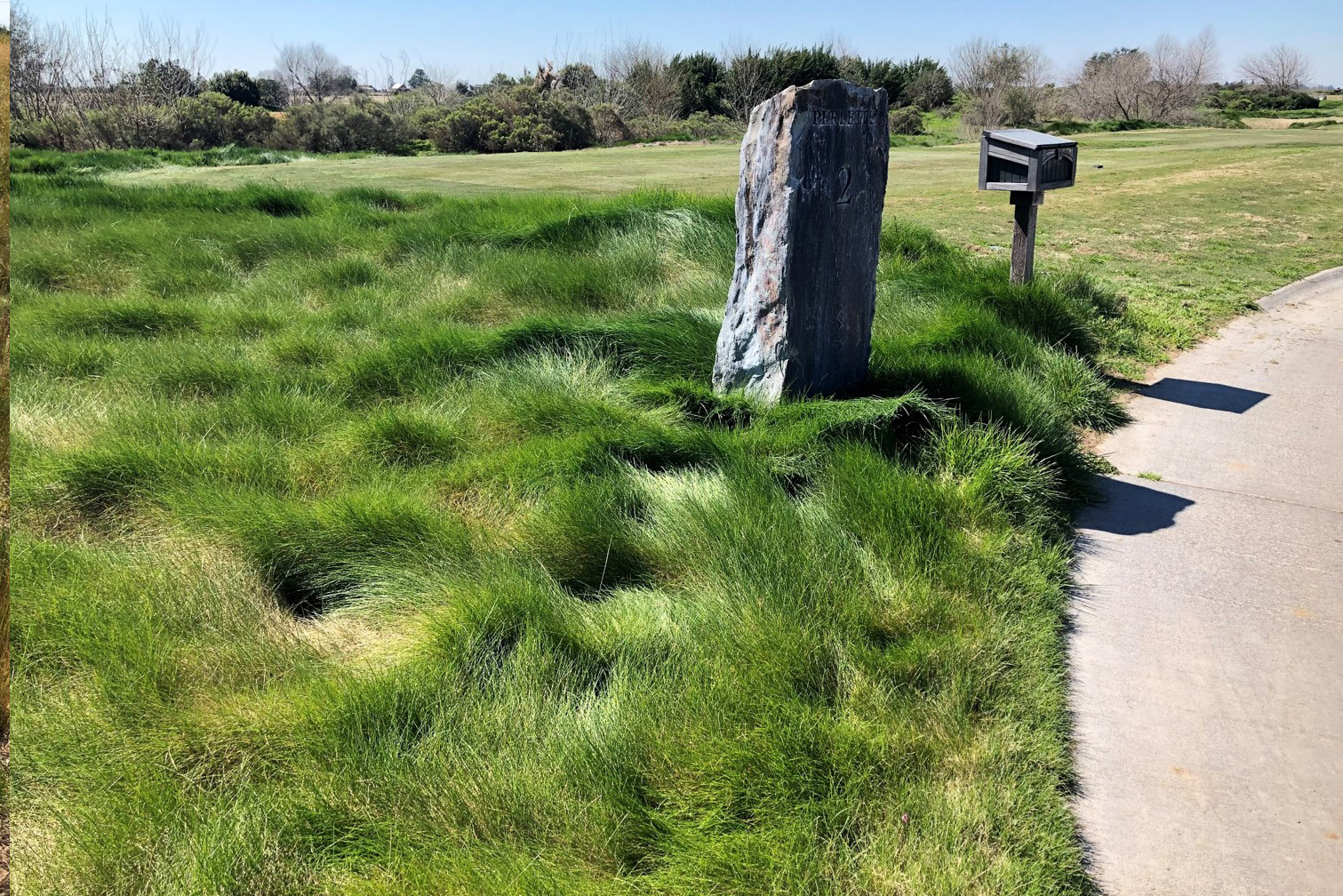 Higher-density fine fescue forming thick clumps near a paved path and course marker.