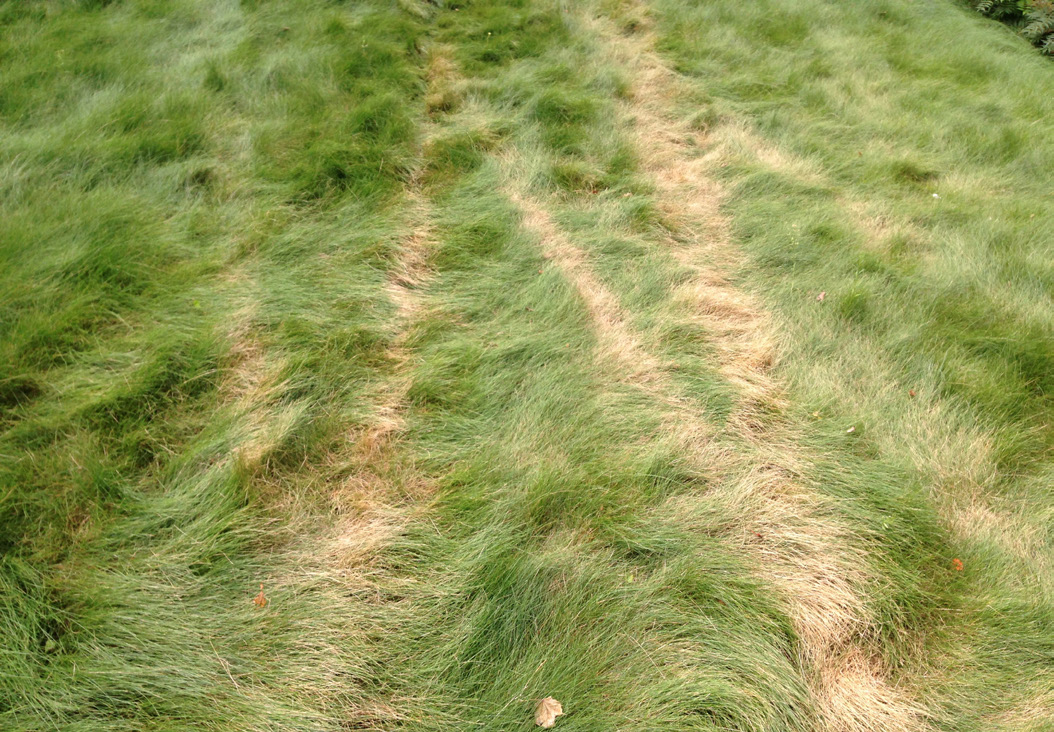 Flattened fine fescue grass showing mower tracks and lodging in a high-density stand.