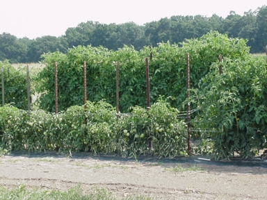 Indeterminate and semi-determinate varieties supported with the Florida weave system.