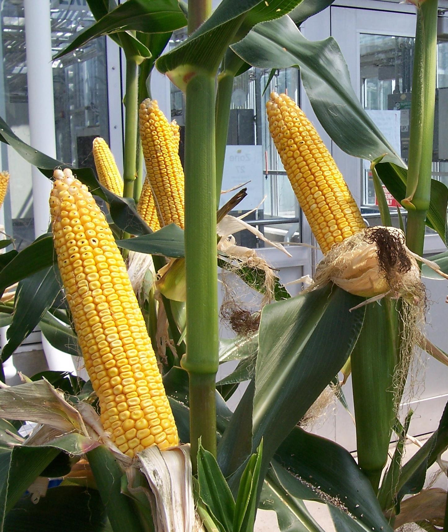 Optimizing Greenhouse Corn