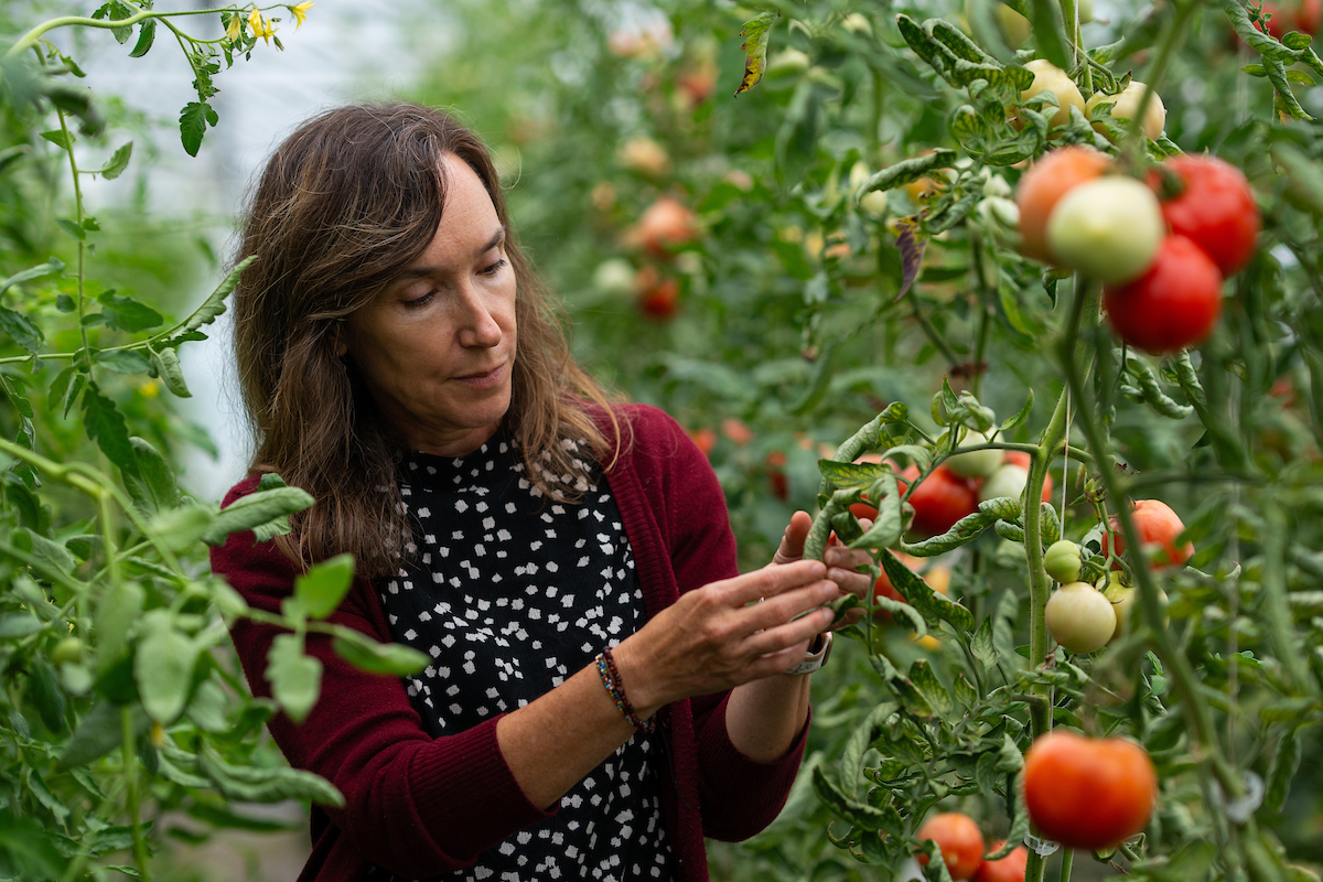 Lori Hoagland examining tomato plants