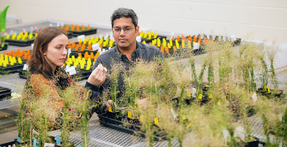 Kranthi Varala and student examining arabidopsis