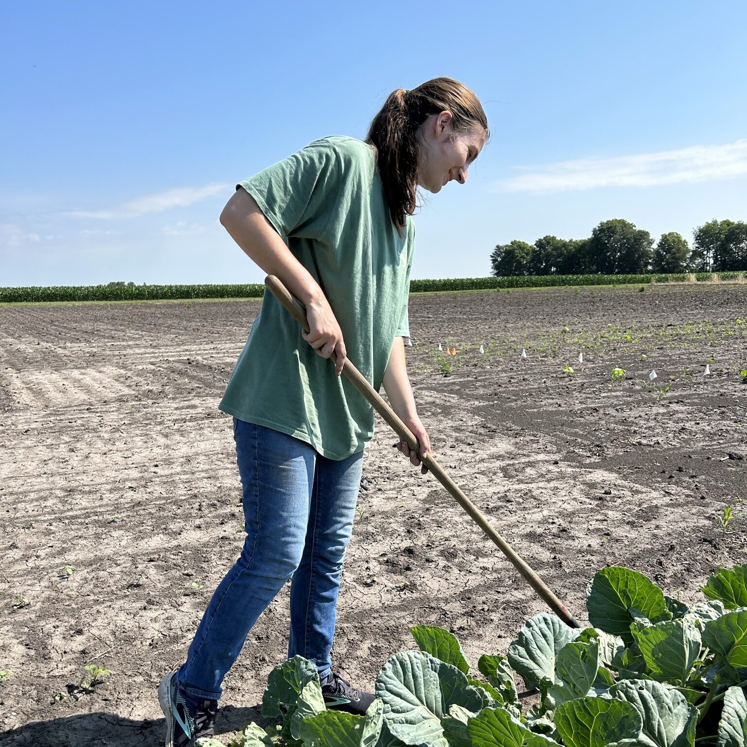 Student researcher hoeing young vegetable plants in a field research plot.