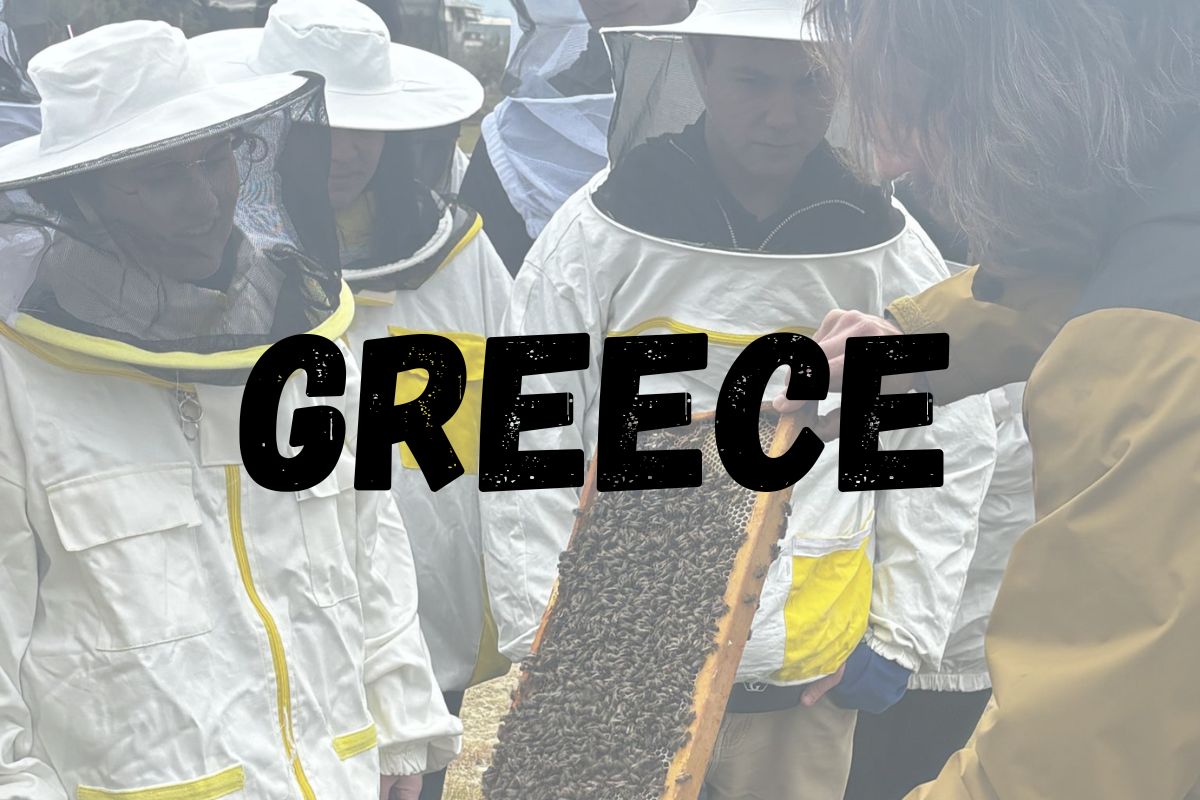 Students in Greece looking at bees