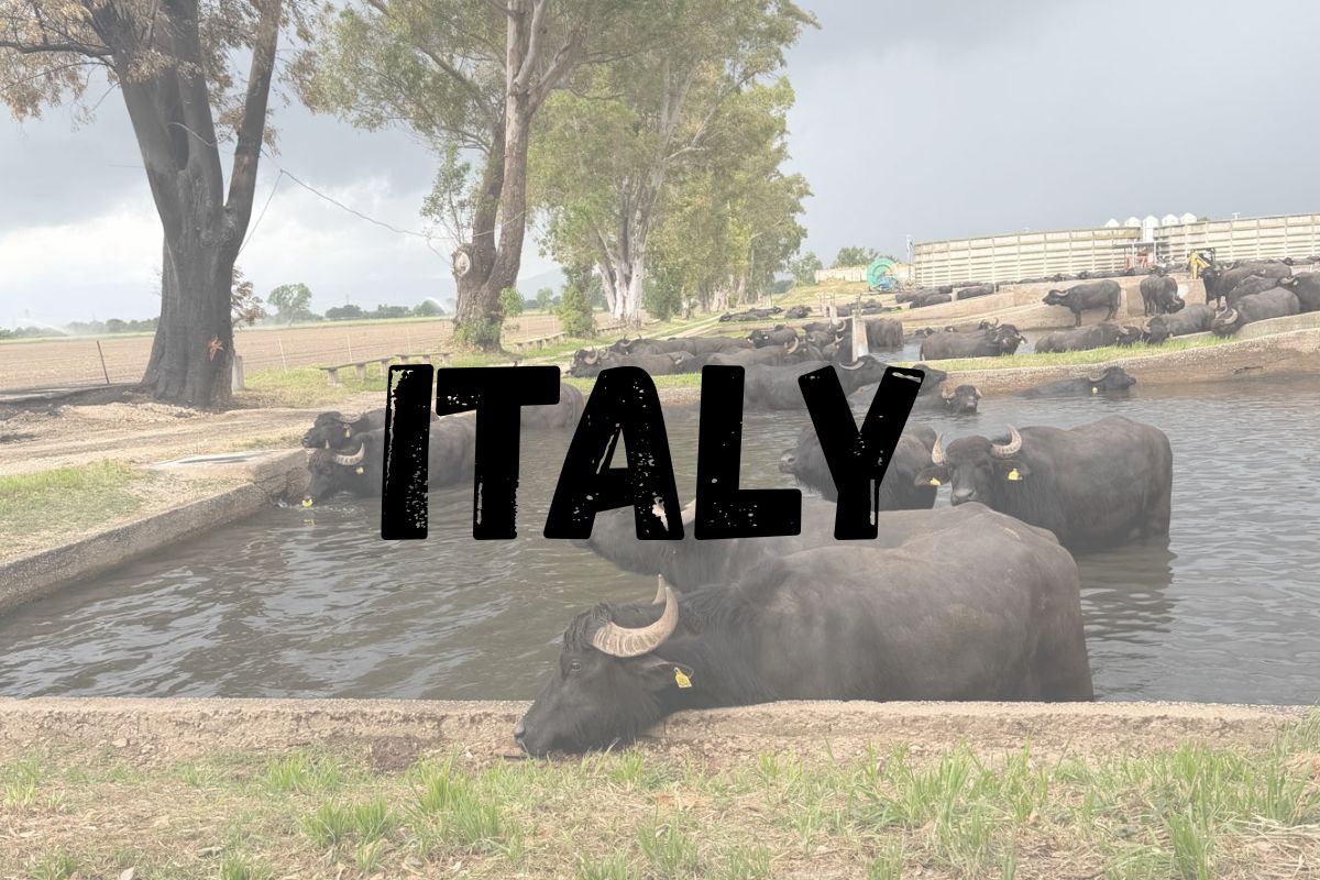 Italy Website Image Block
