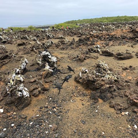 Beach area on The Galapagos Islands