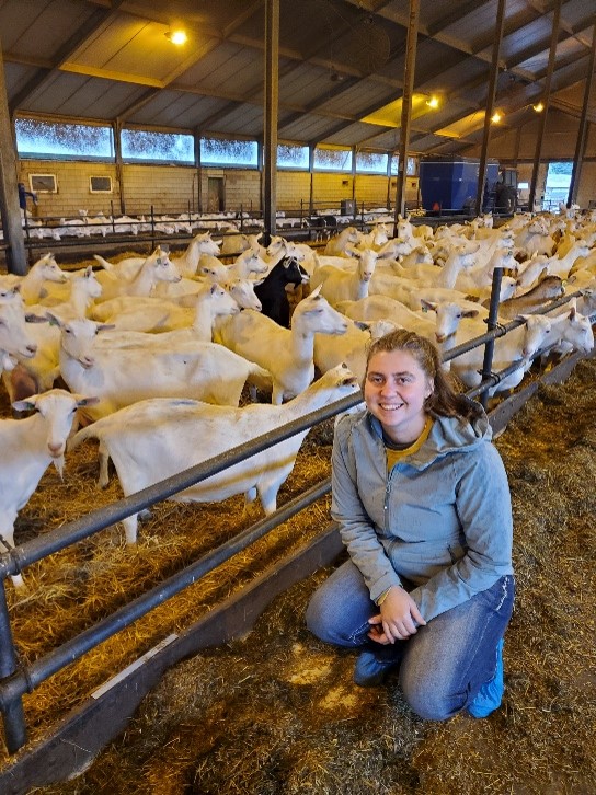 Miriam Cook with goats in The Netherlands.
