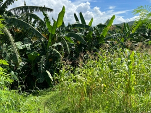 philippines
