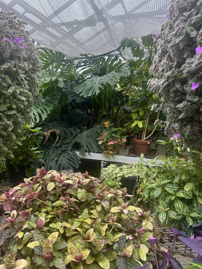 Photo inside of a greenhouse with lots of green plants. 