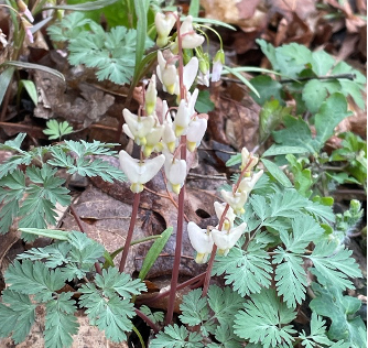 Dutchman’s breeches, a white flower shaped like pants.