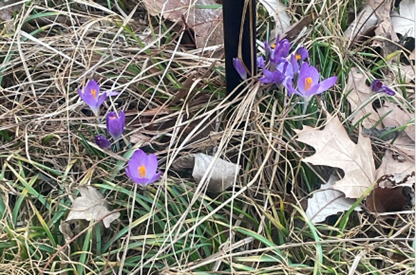 A purple wildflower called Crocus flowers.