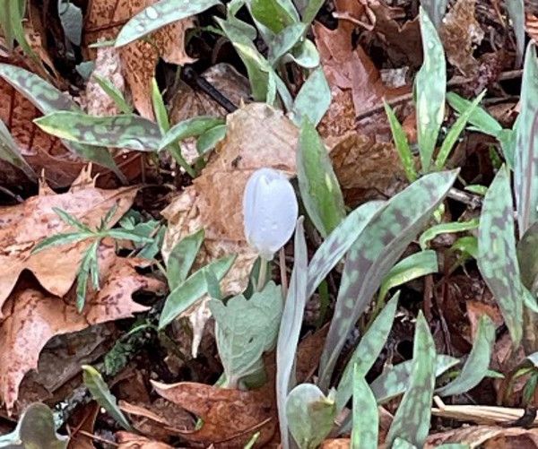 A white wildflower called Trillium.