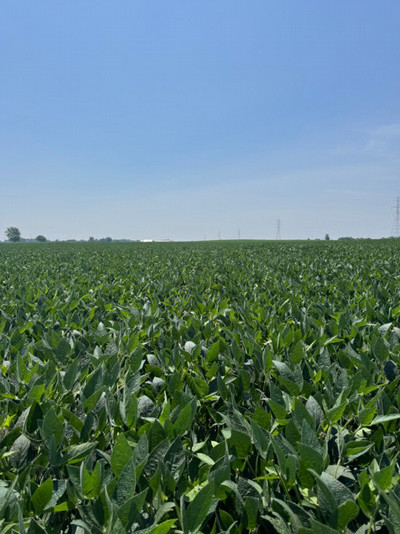 Picture of soybean field.