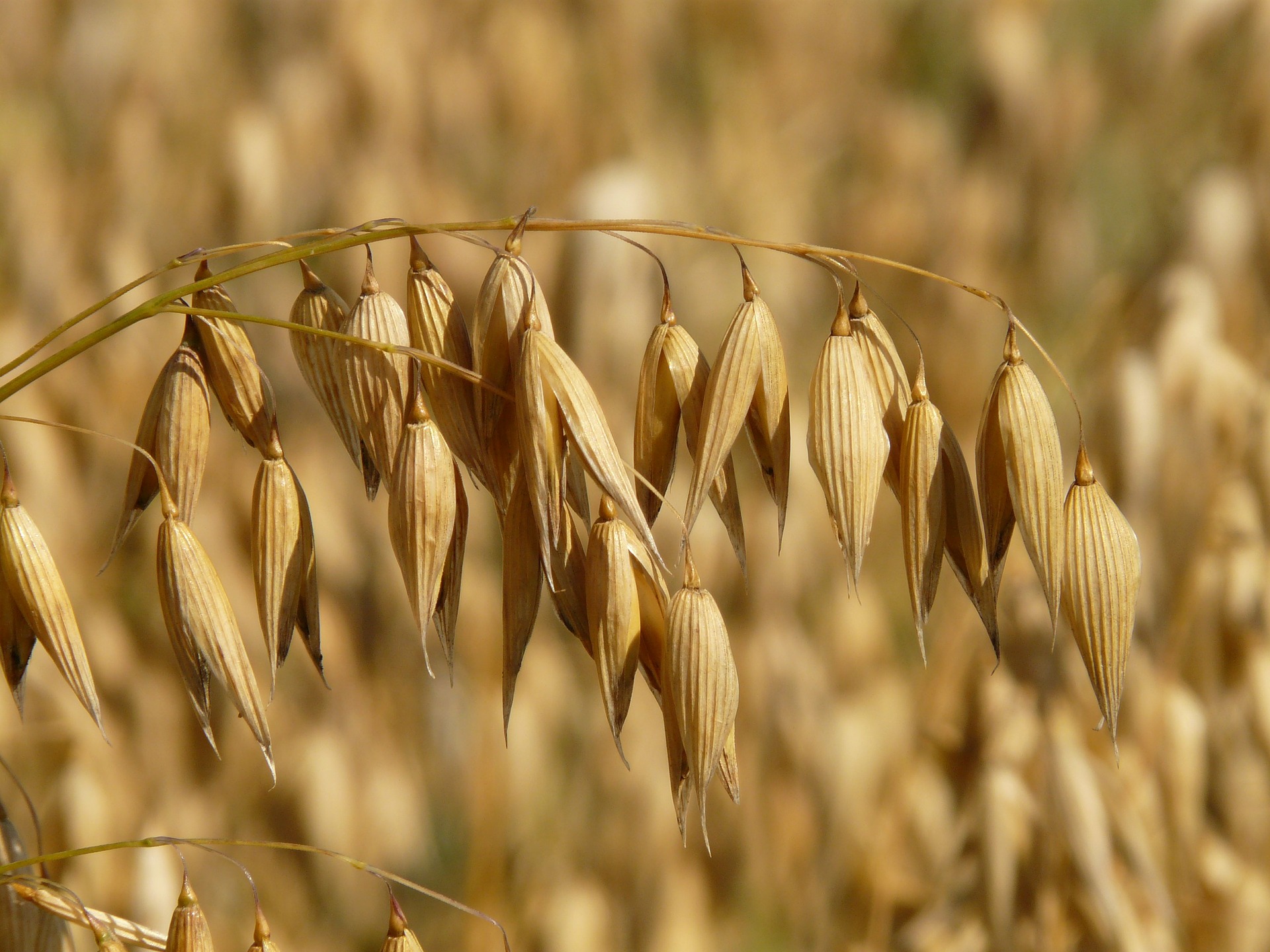 field of oats