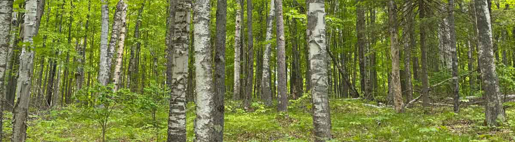 forested land