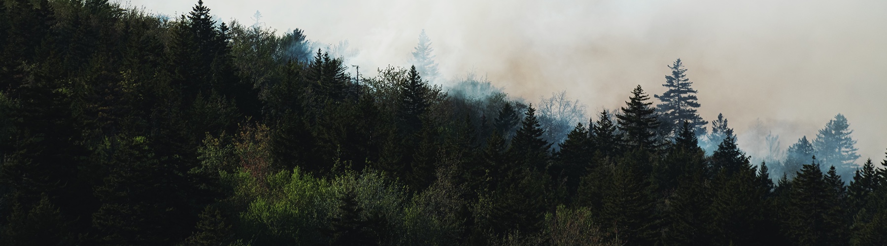 wildfire in a forest