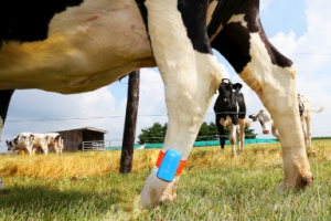 dairy cow with ankle device
