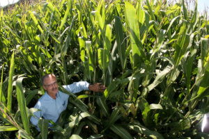 man in field of corn
