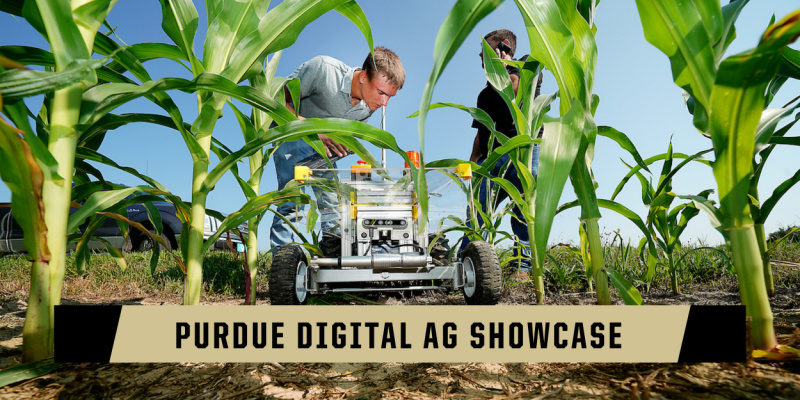 Researchers in corn field with robot