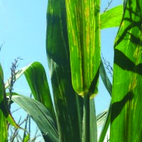 Bacterial leaf streak of maize