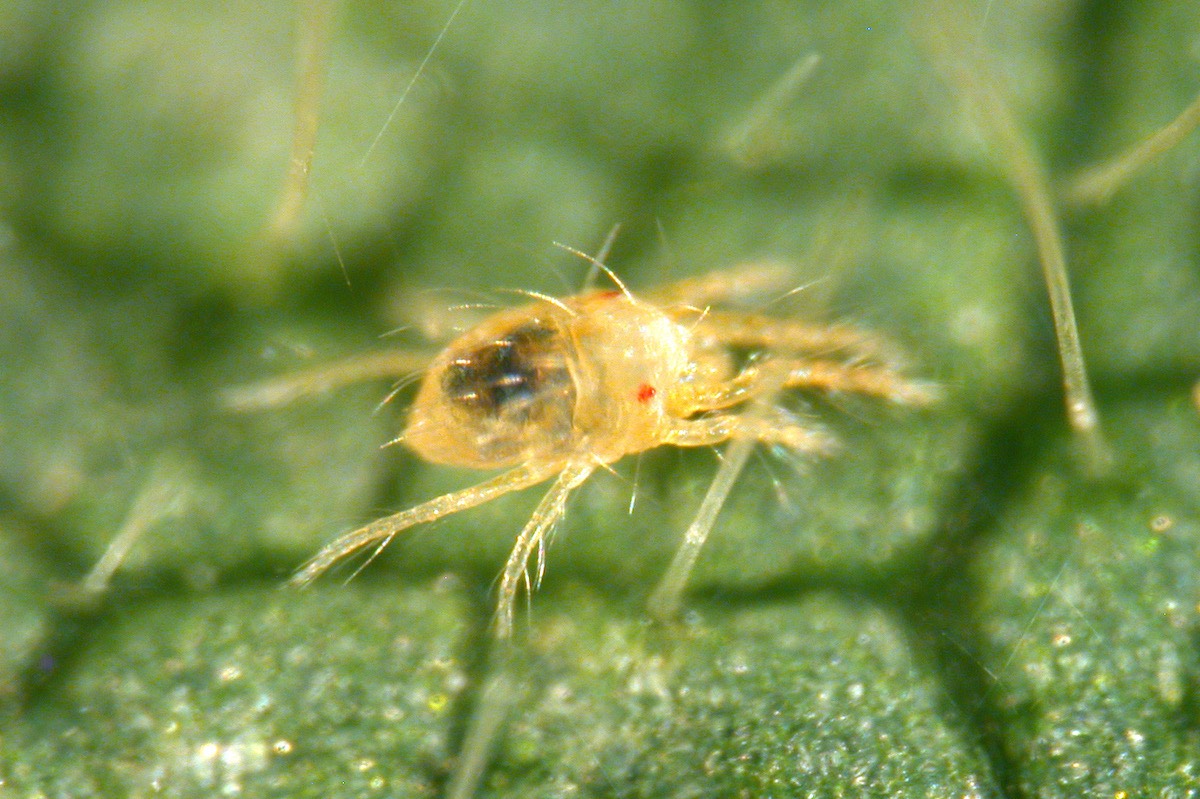 two-spotted spider mite