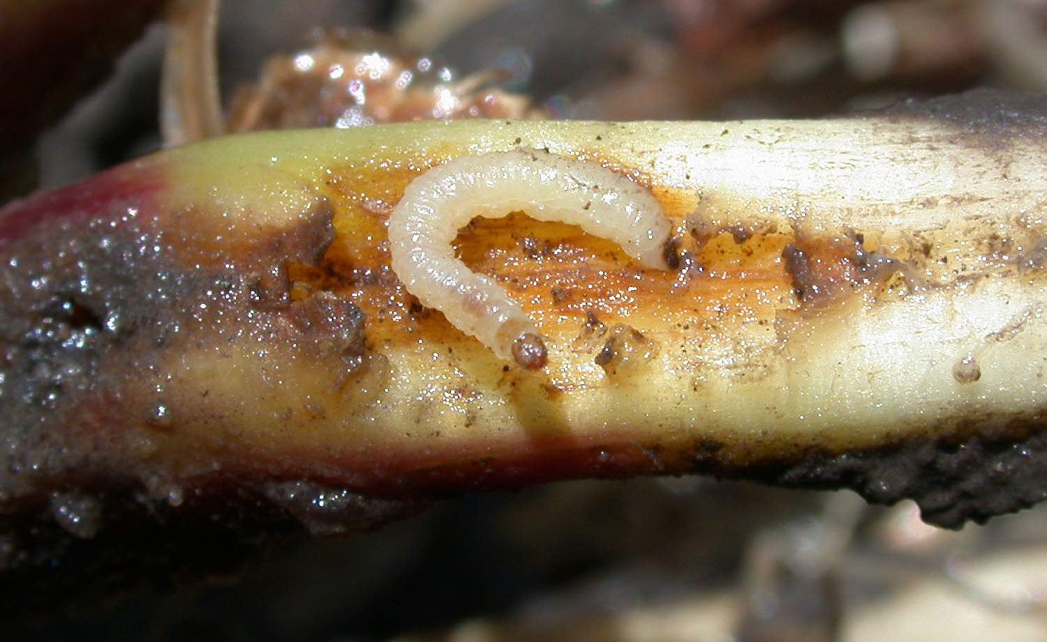 corn rootworm (larvae)