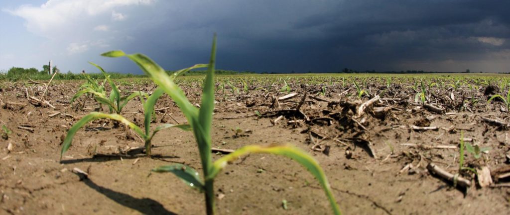 a storm looms in the background of young corn crops in a field