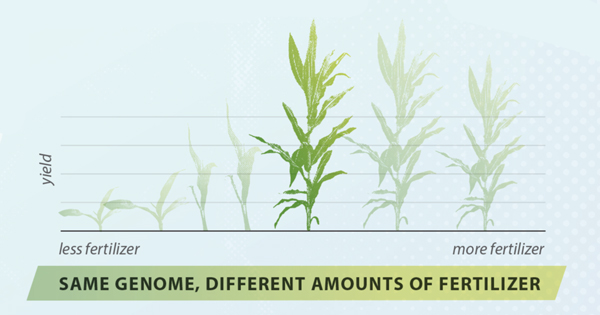 Same Genome, Different Amounts of Fertilizer