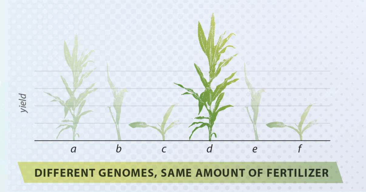 Different Genome, same amount of fertilizer