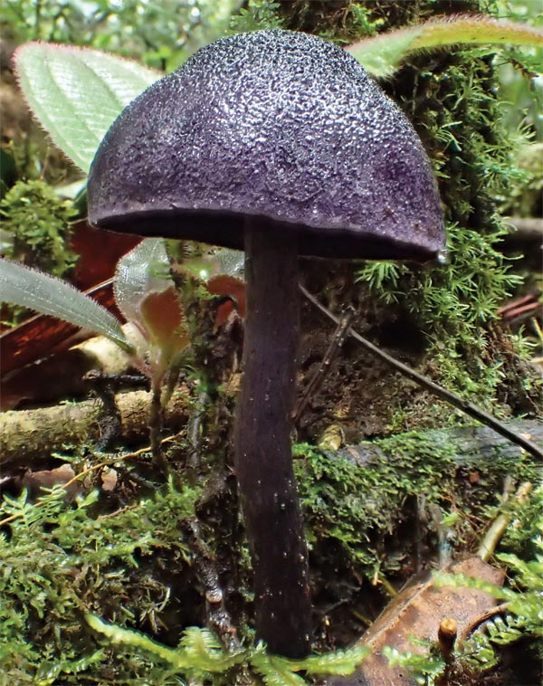 a mushroom in the rainforest