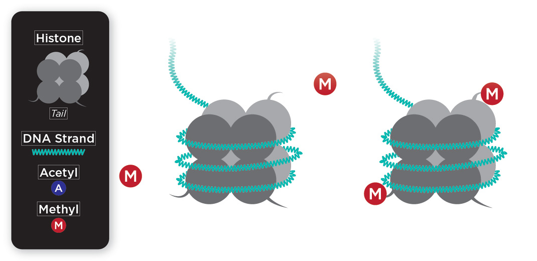 illustration of DNA methylation