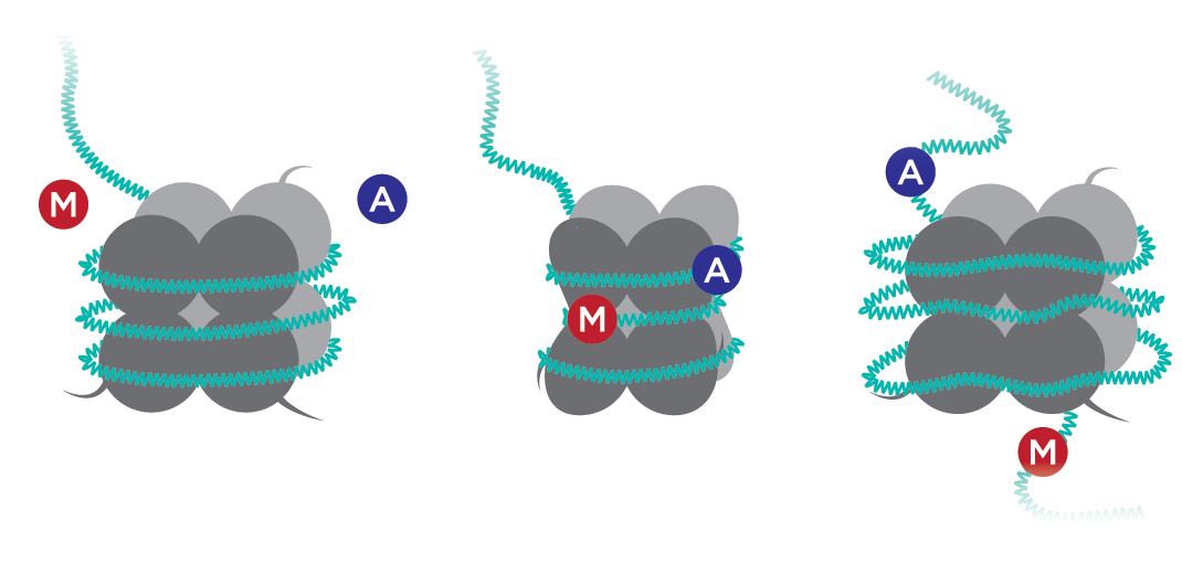 Illustration of histone modification