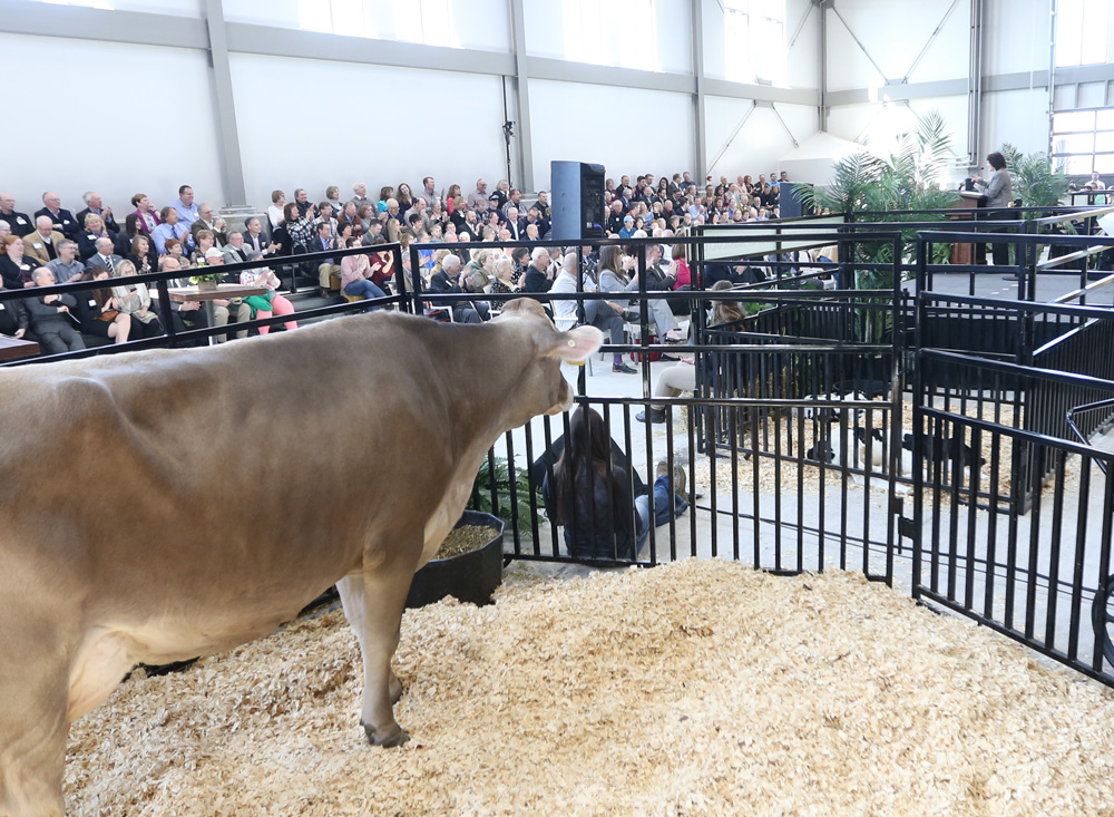 a crowd (and a cow) watch Dr. Karen Plaut speak at the dedication for the Hobart and Russell Creighton Hall of Animal Sciences and Land O'Lakes, Inc. Center for Experiential Learning