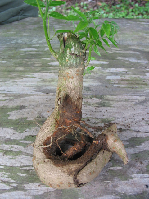 a tree with curling roots