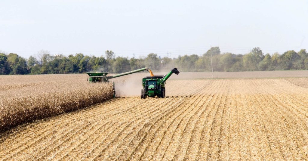 corn harvesting