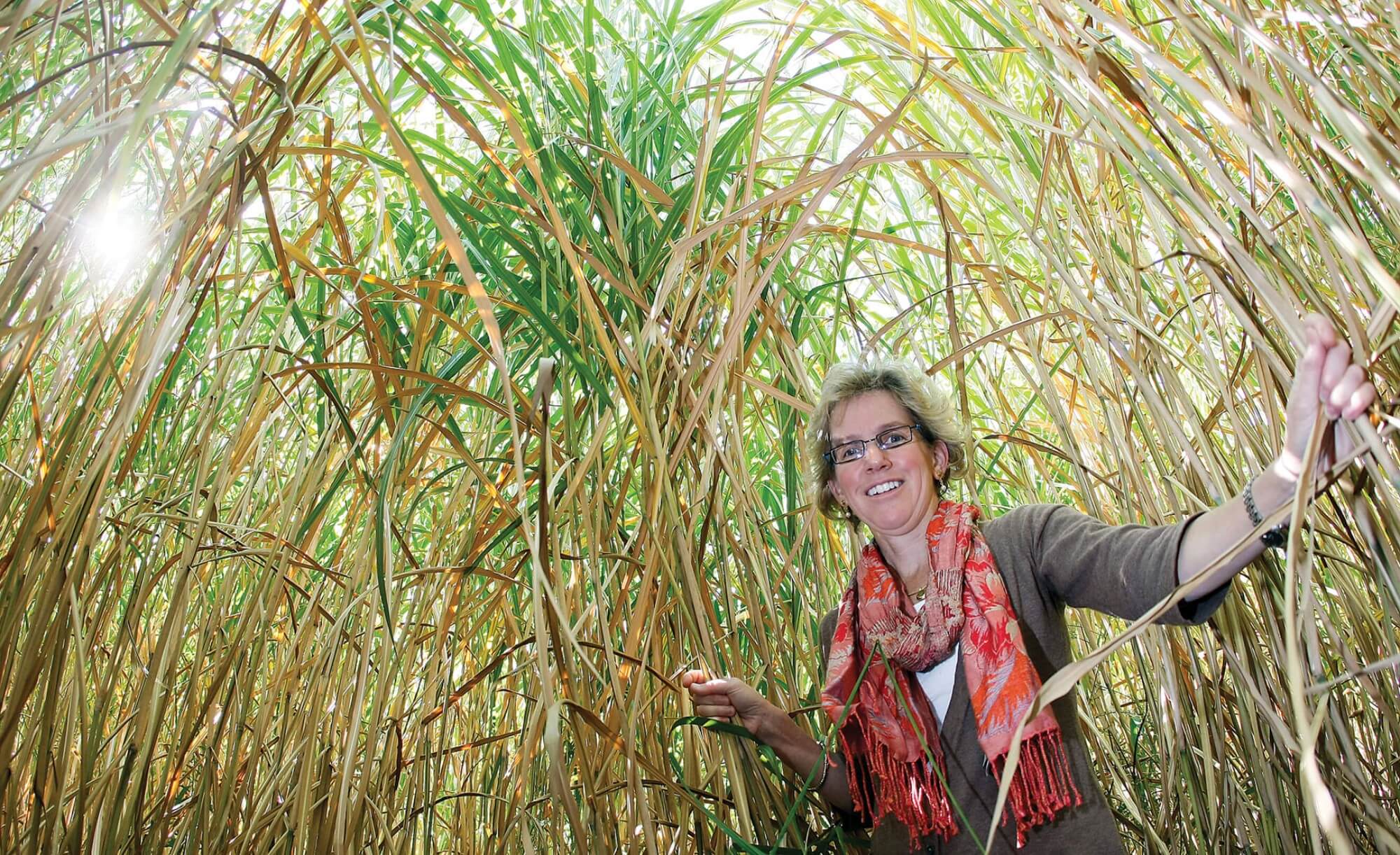 Sylvie Brouder in a stand of giant Miscanthus grass, used in biofuel production.