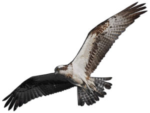 osprey