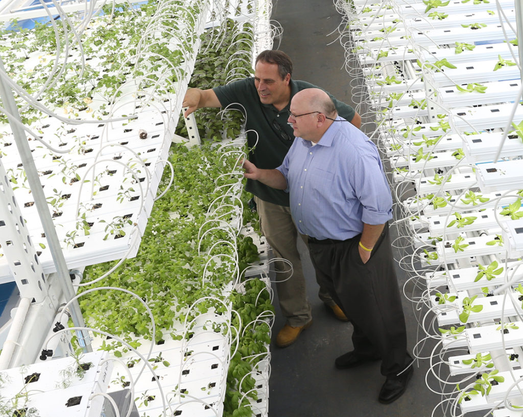 Aquaponics greenhouse