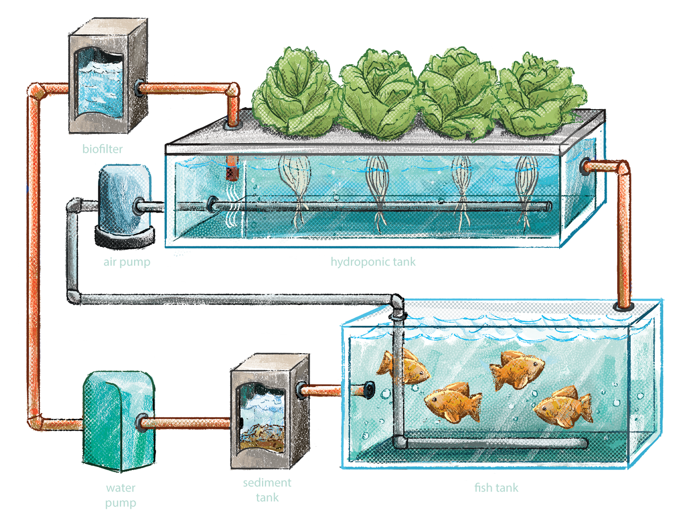 aquaponic settling tank volume calculation