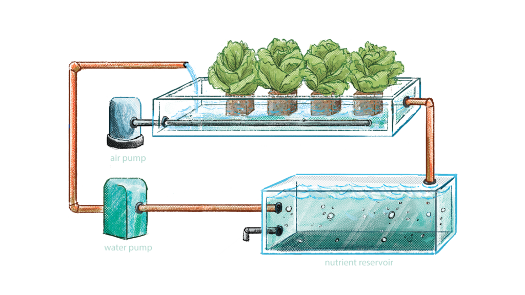 The Big Idea: Hydroponics & Aquaponics – Envision – College of ...